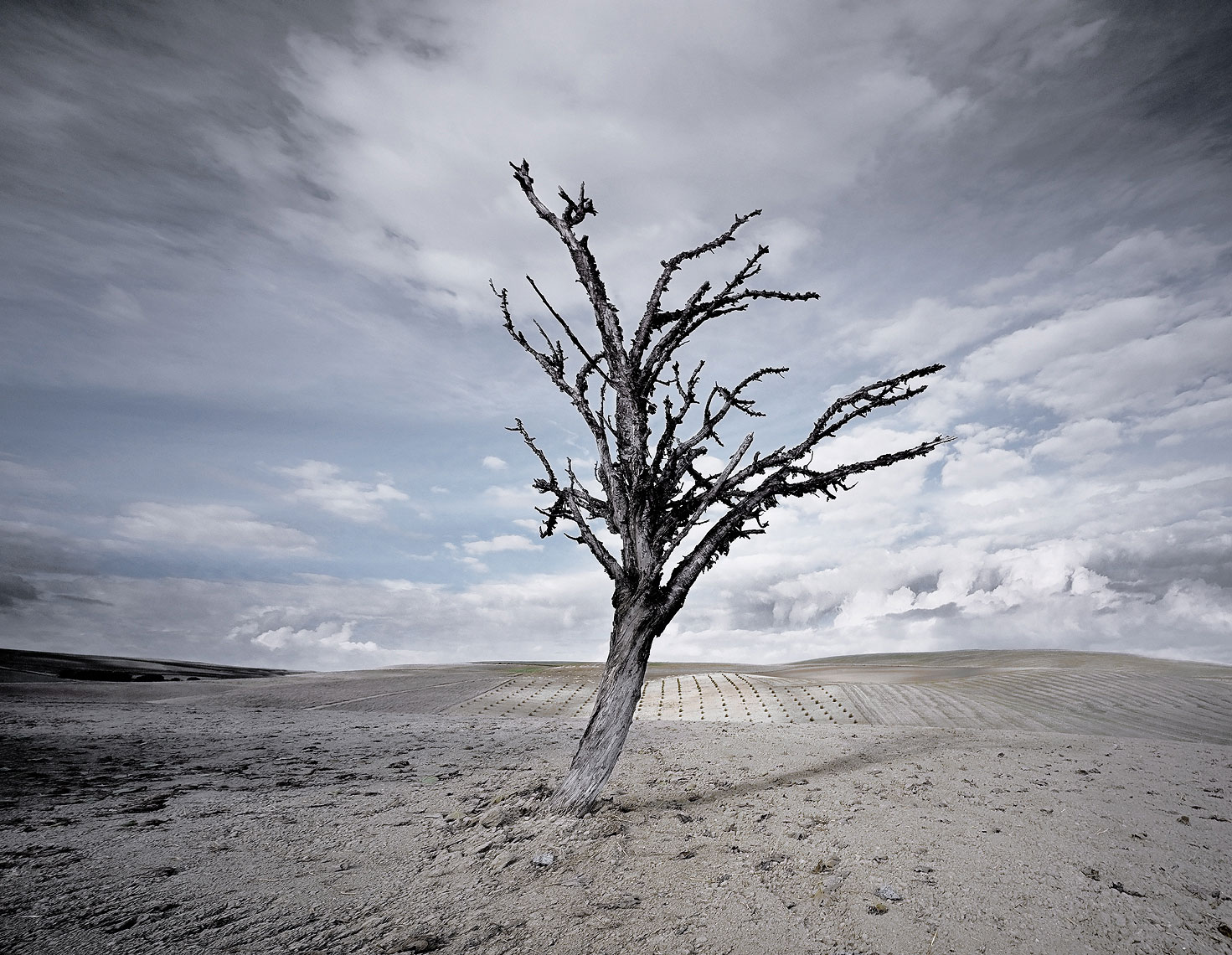 16-dead-tree
