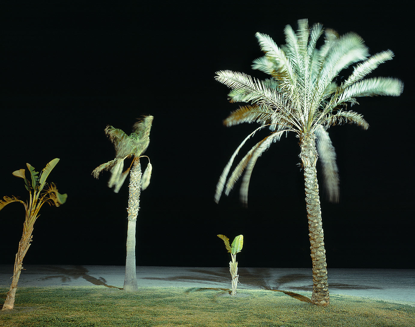 19-palms