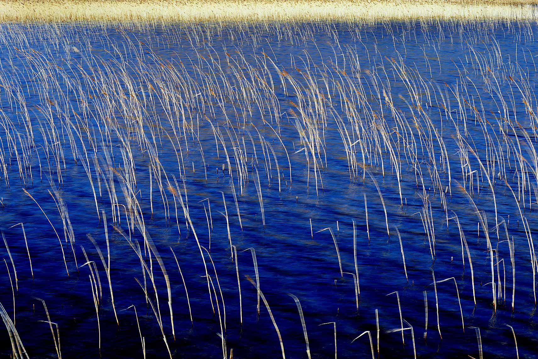 3-reeds-and-water