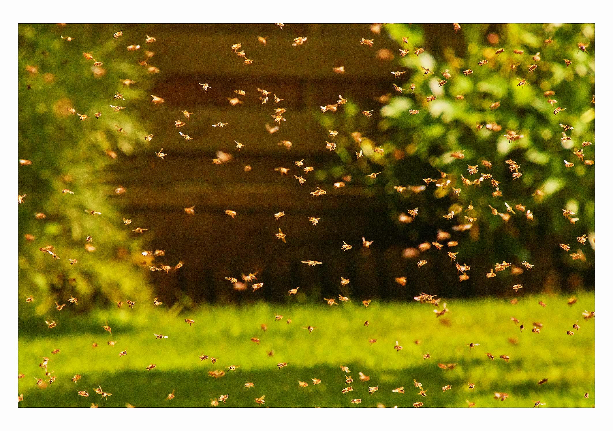 Beekeeper2