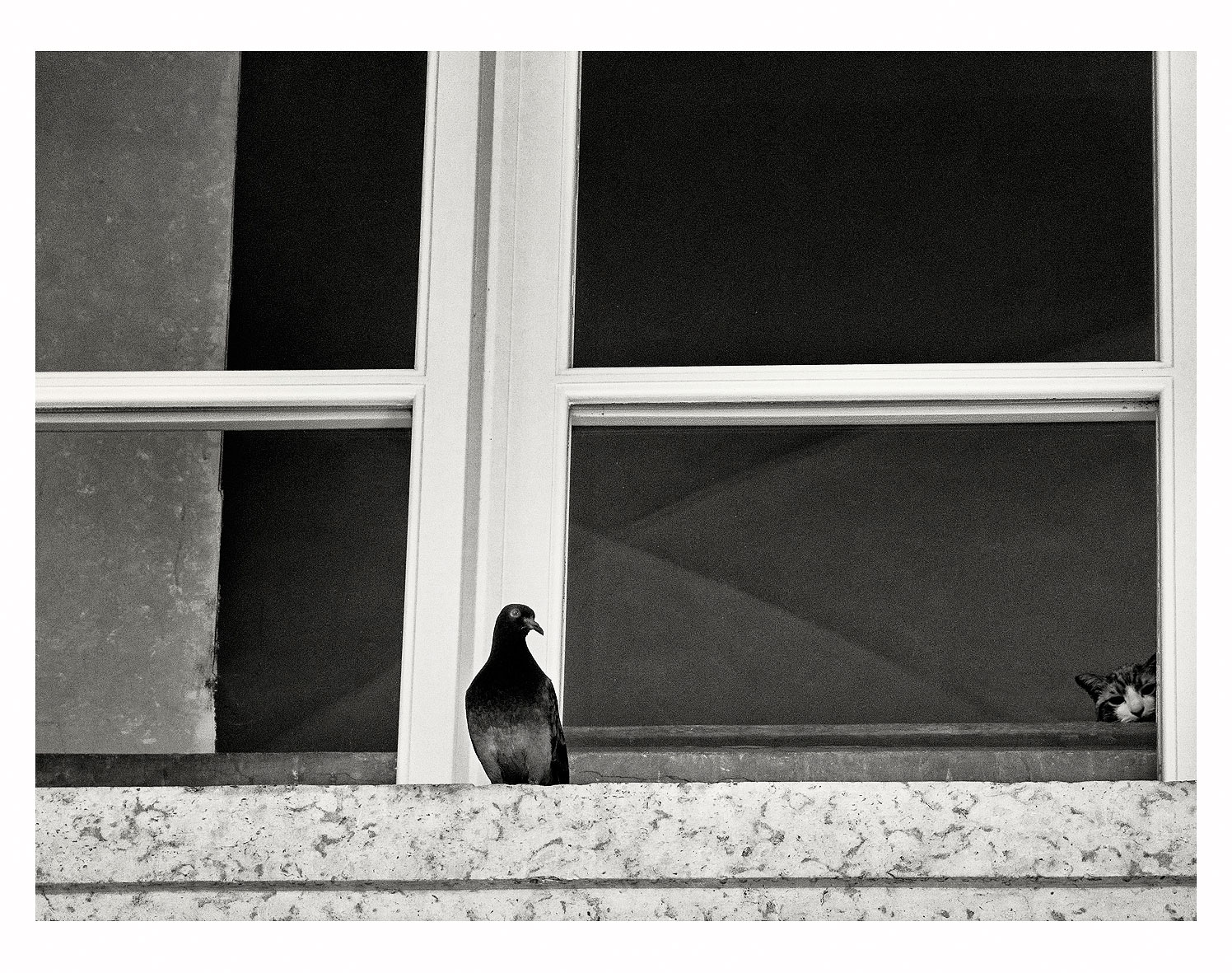 Cat-and-pigeon