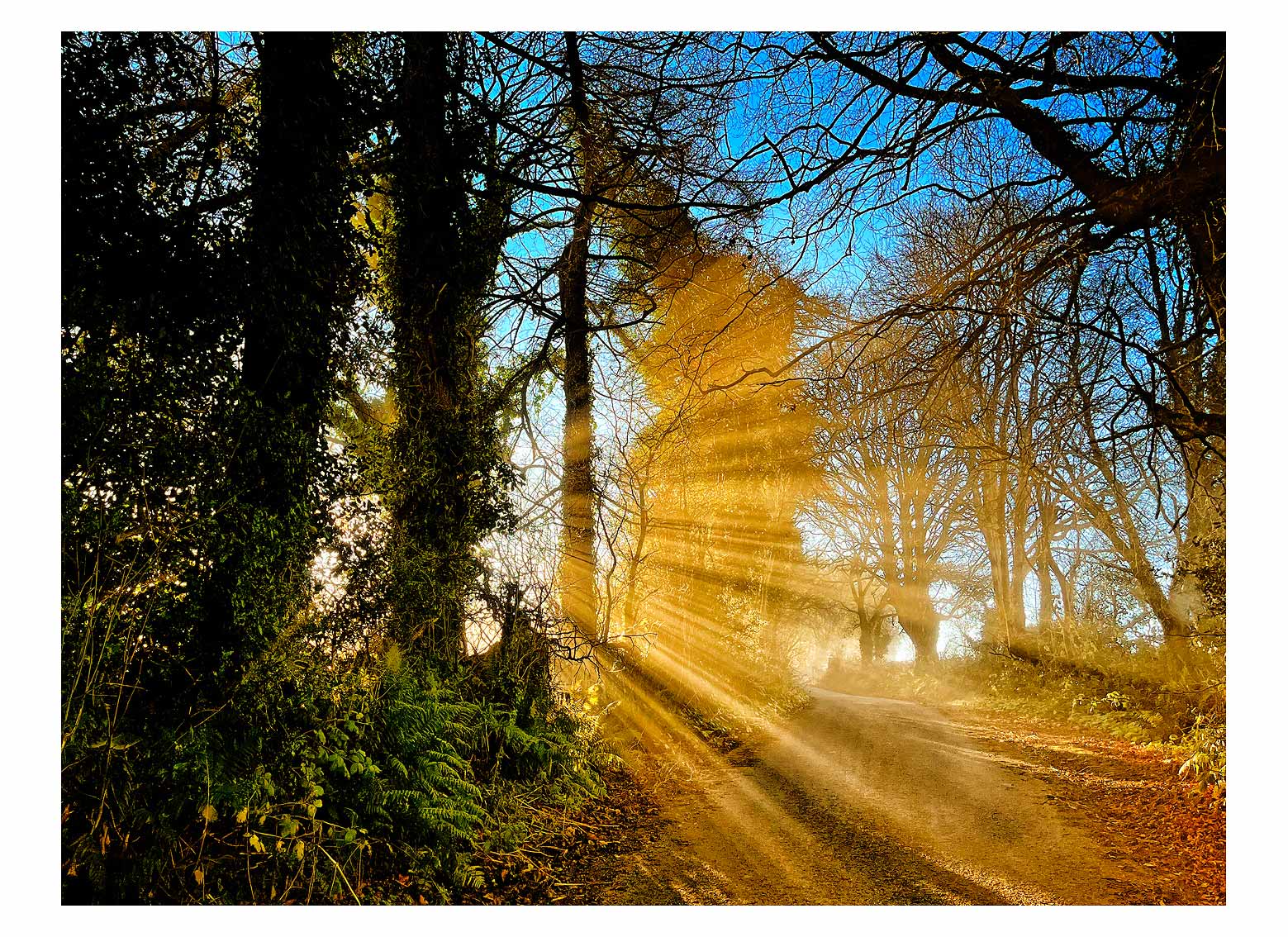 Morning-light-2