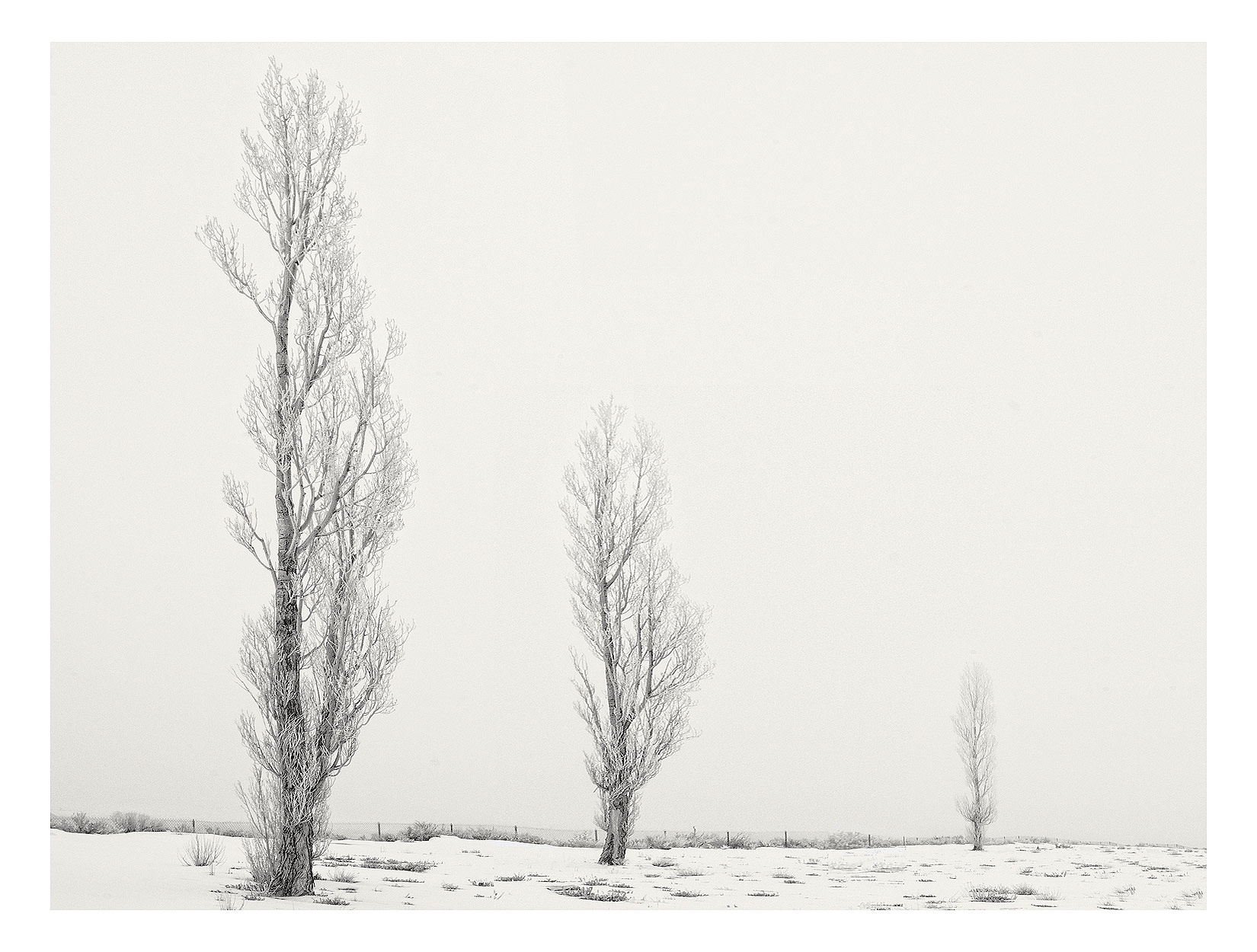 Three-trees