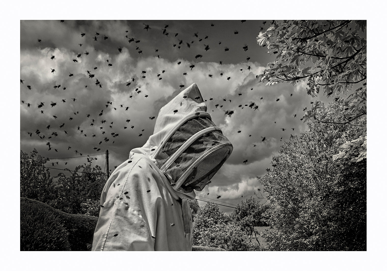 bees