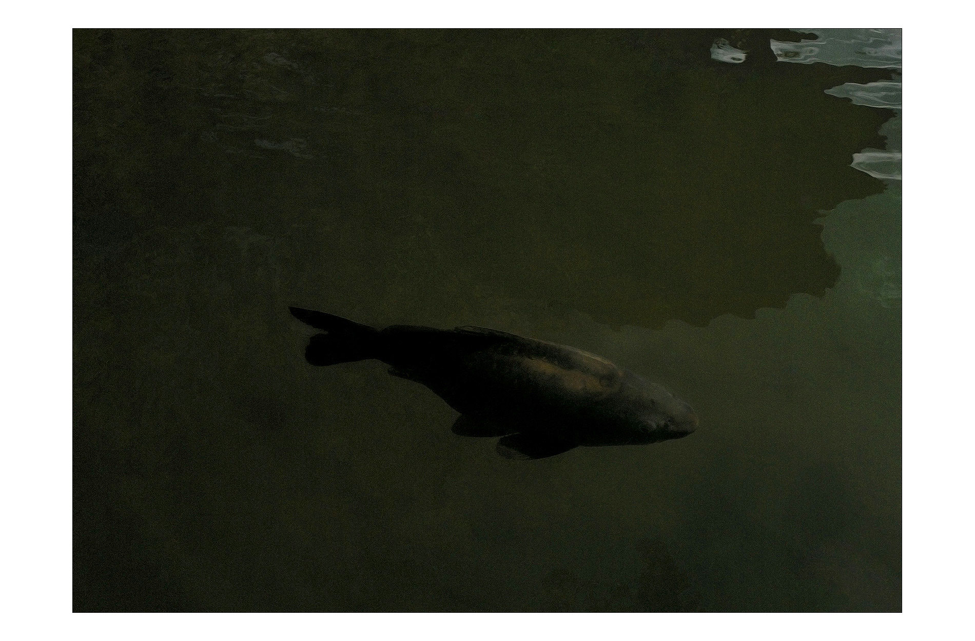 carp-