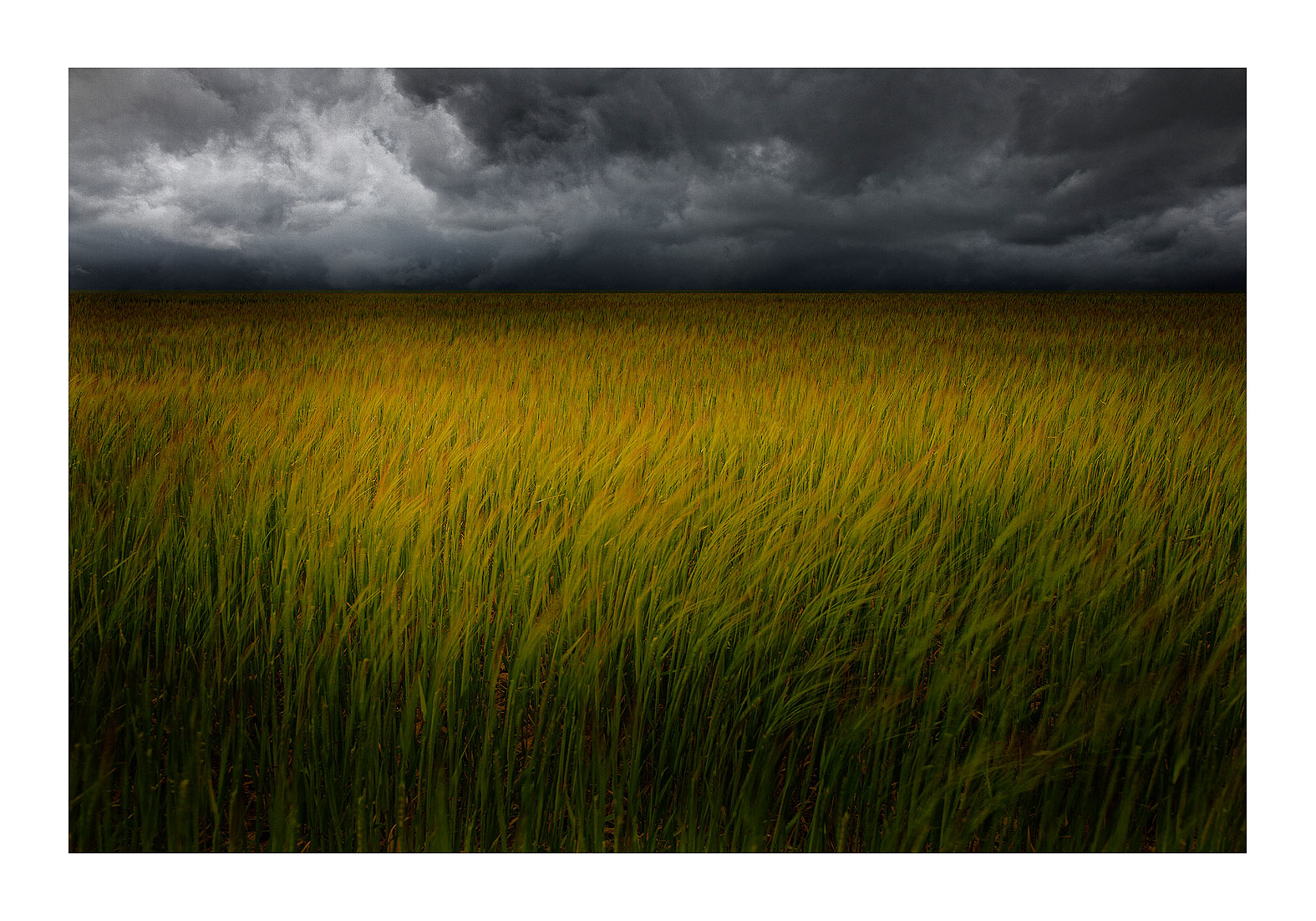 july-storm-wheat