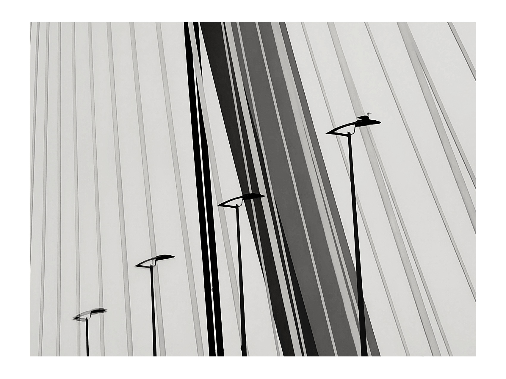 lines-and-bird