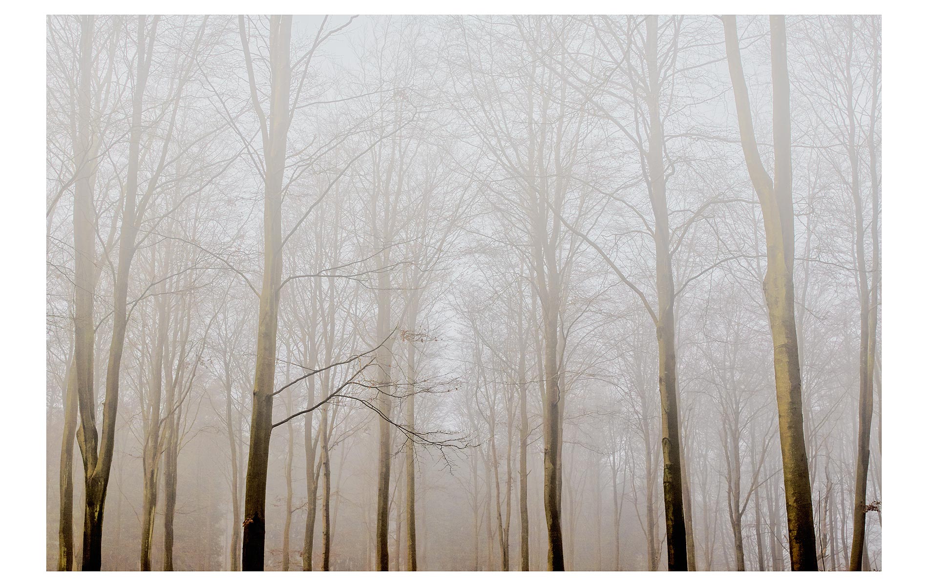 misty-trees-2