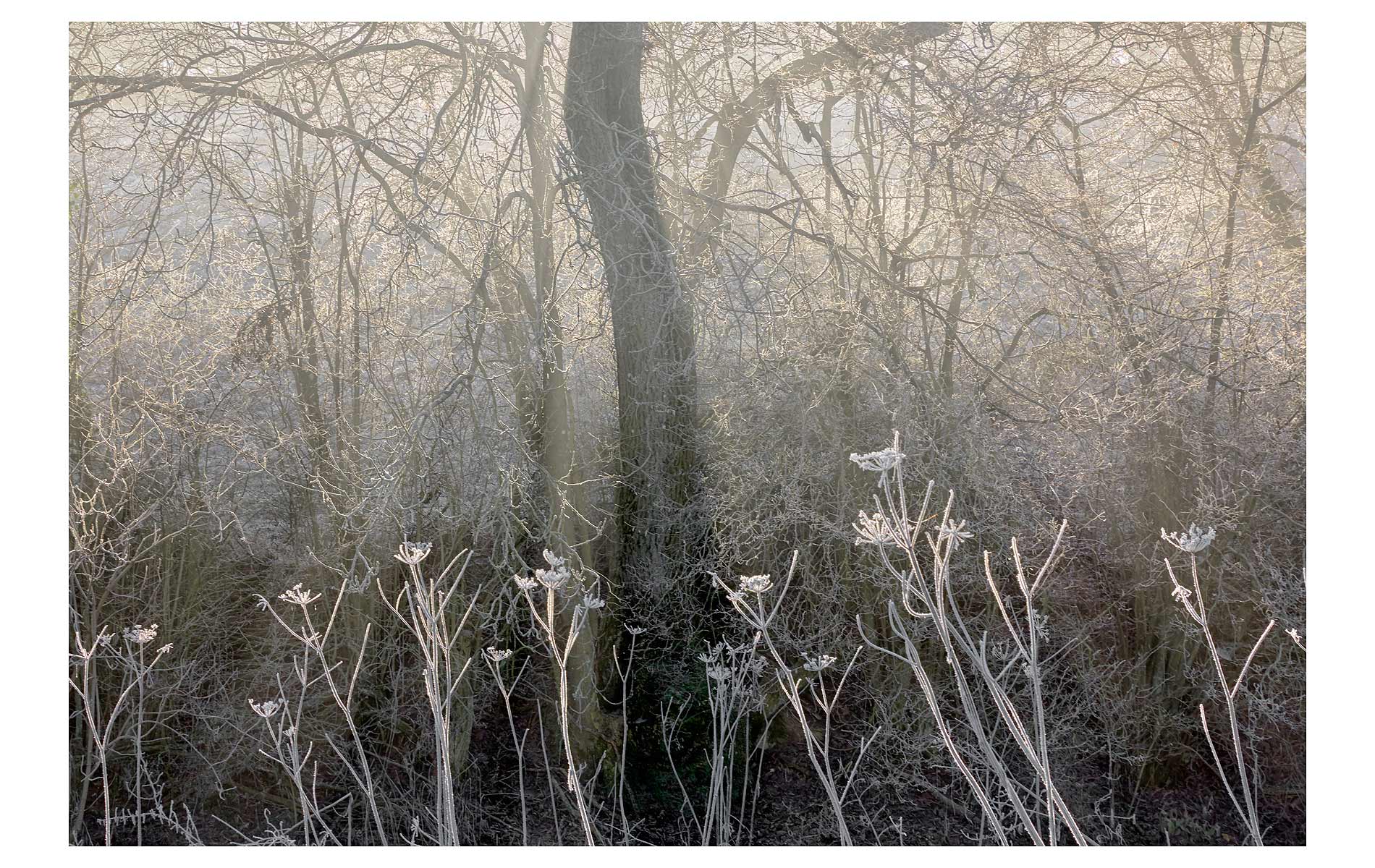 misty-trees-4