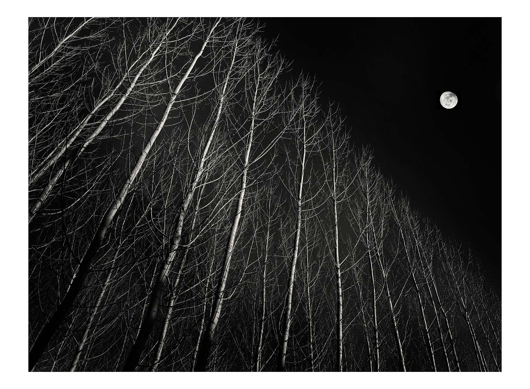 moon-aand-trees