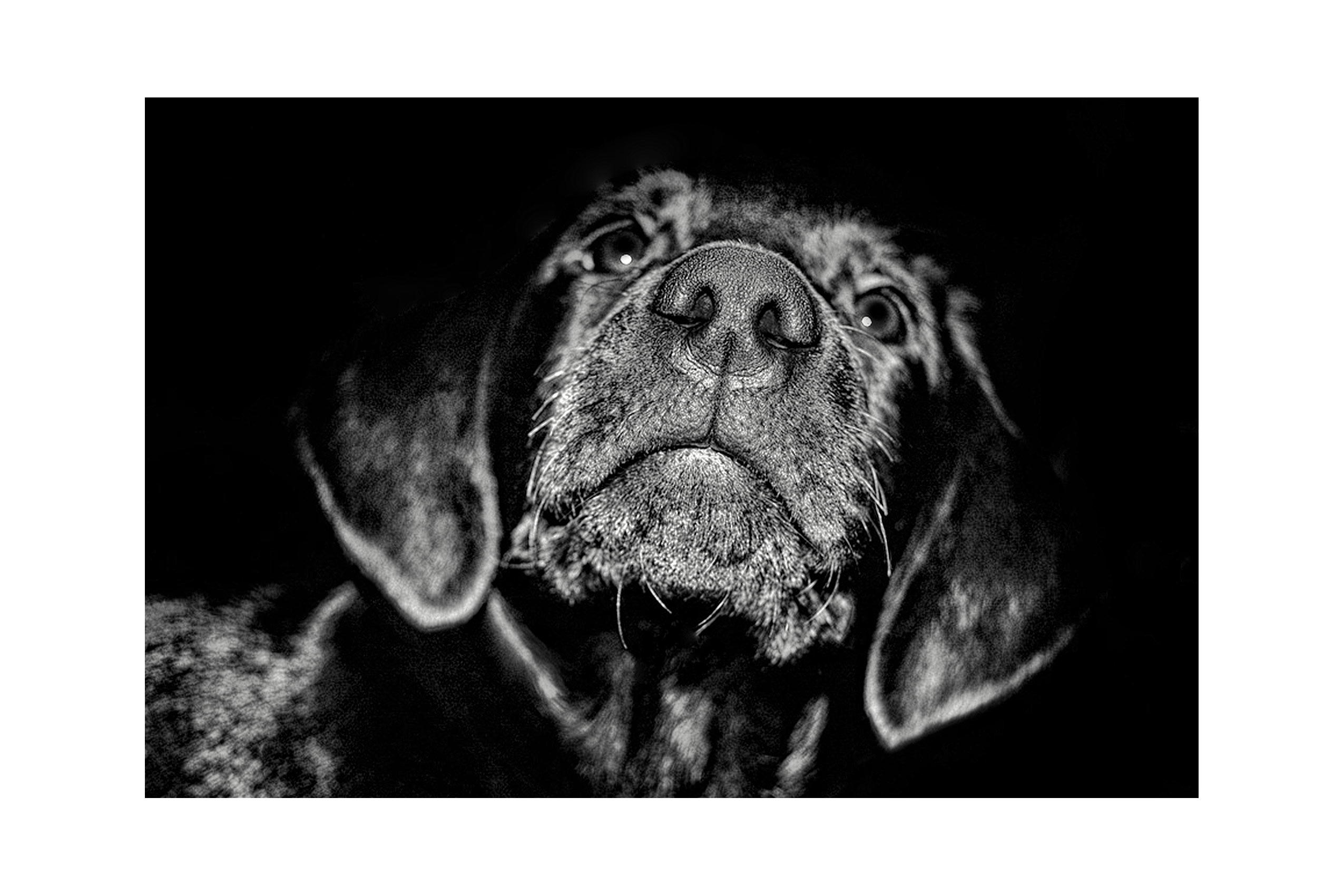 my-dog-bono