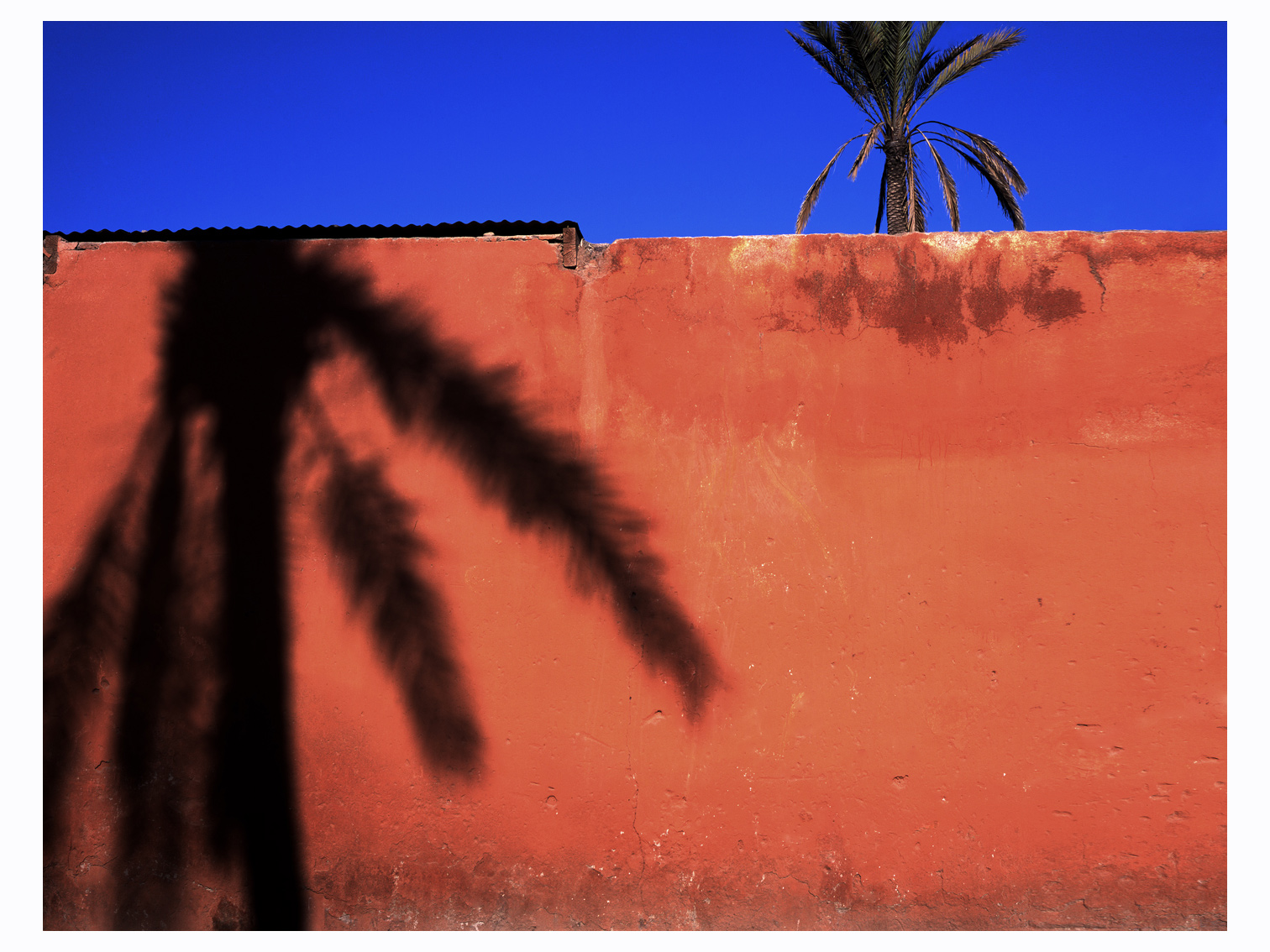palm-shadow