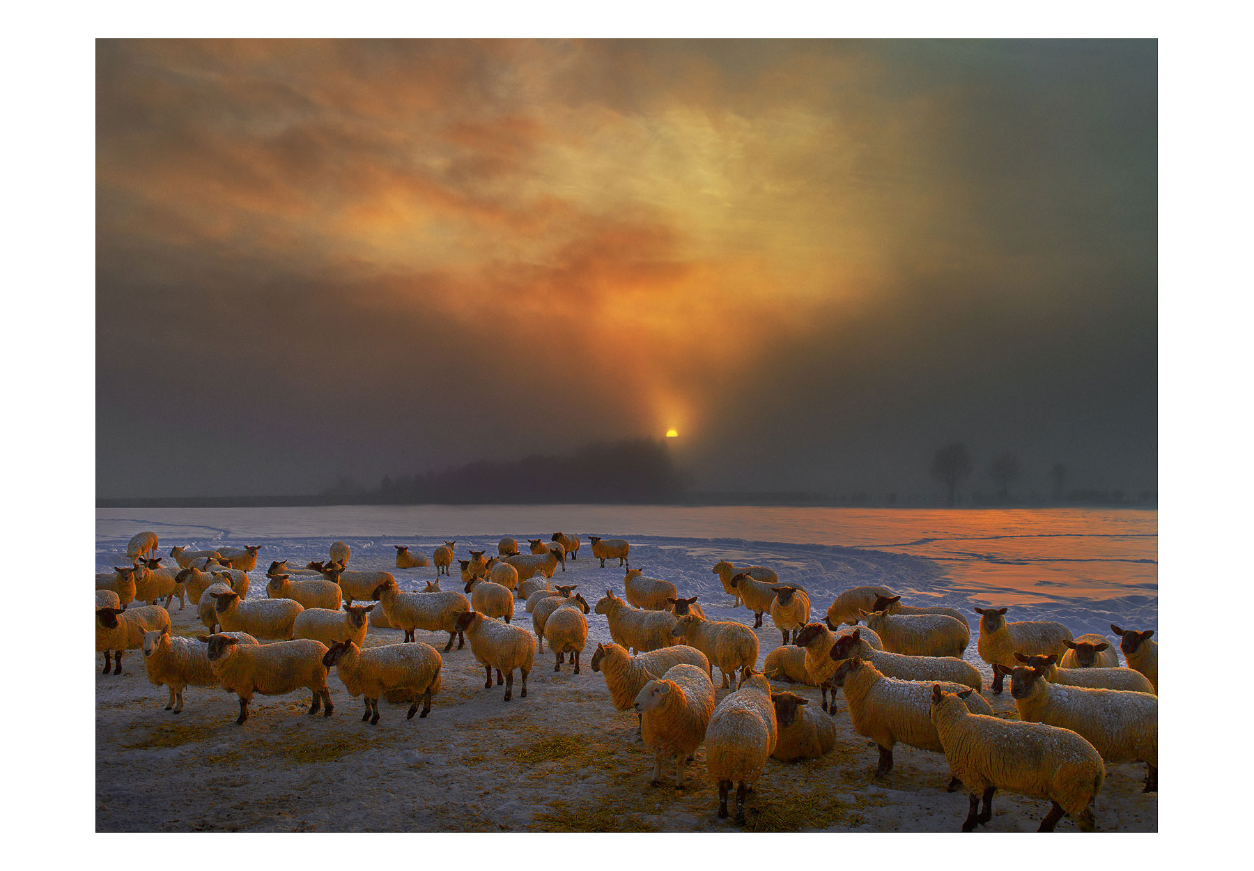 sheep-in-the-snow