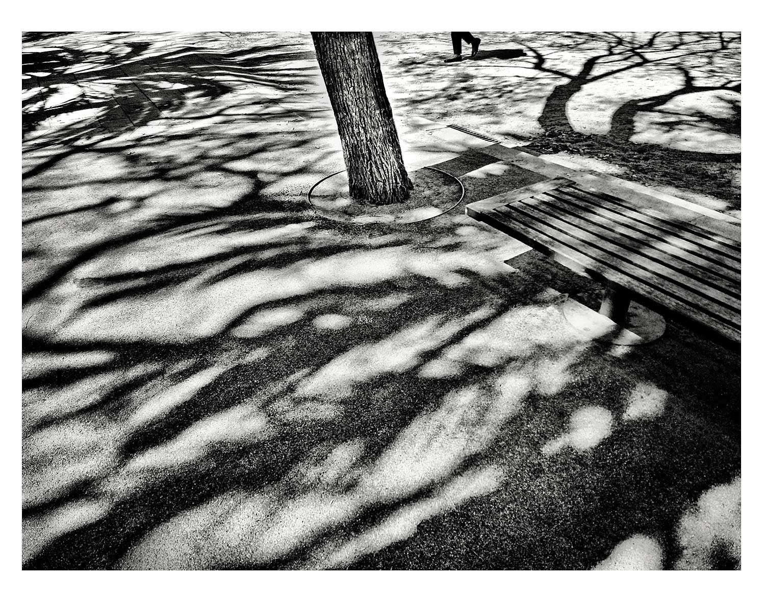 tree-shadows